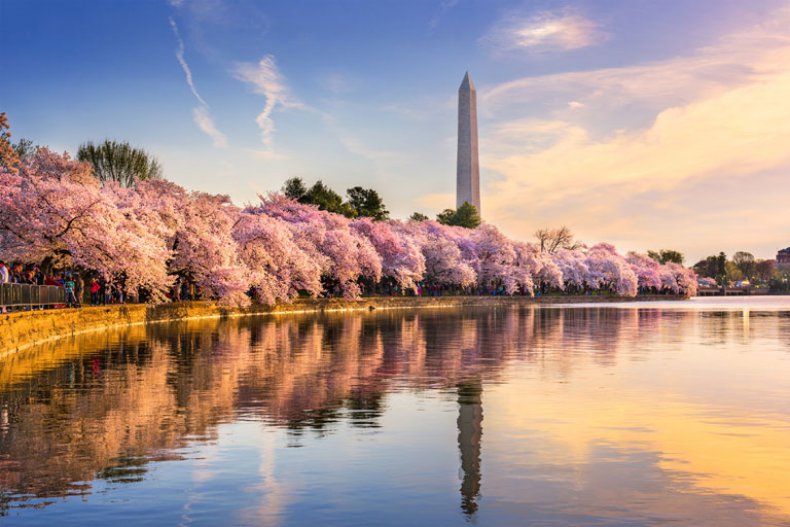 Kirschblüte im Frühling in Washington, D.C.