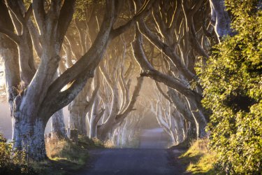 Game of Thrones® - The Dark Hedges~The Kingsroad